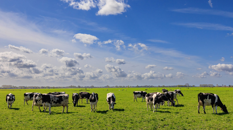 Cows in a pasture