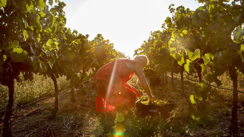 woman harvesting grapes 