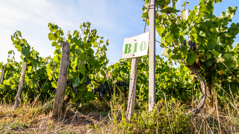 organic grape vines with BIO sign