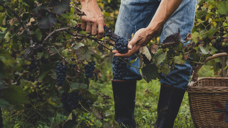 hands harvesting grapes and basket