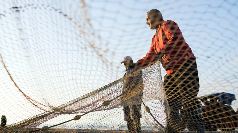 fisherman fishing with nets