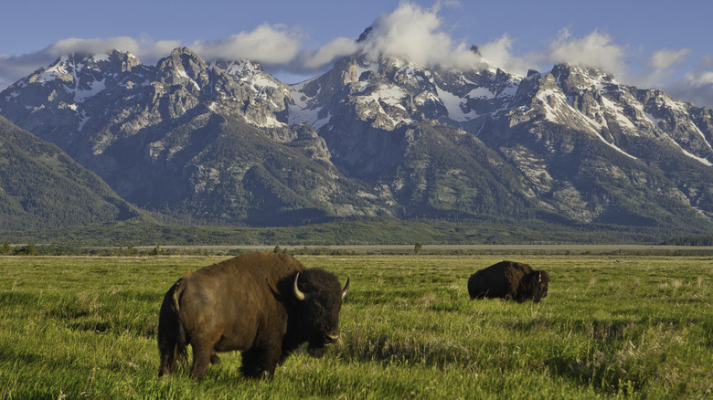 Two bison grazing in a field that's overlooked by snow-capped mountains