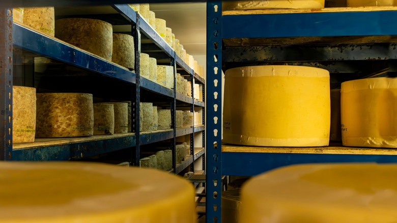 cheddar cellar with cheddar cheese wheels displayed on shelves