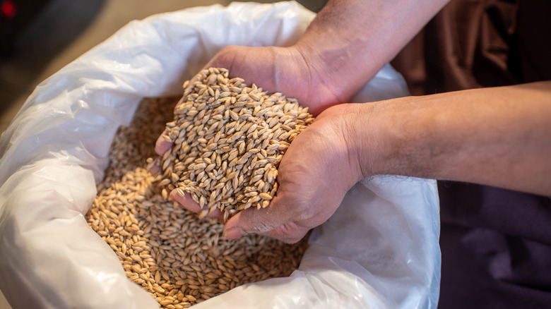 Hands holding a handful of malted barley