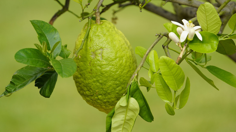 A green citron hanging from tree