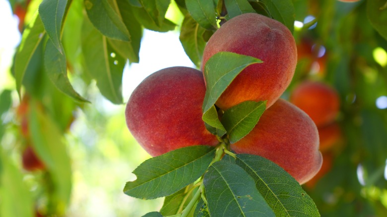 ripe peaches on a branch