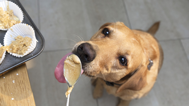 Dog eating peanut butter from spoon