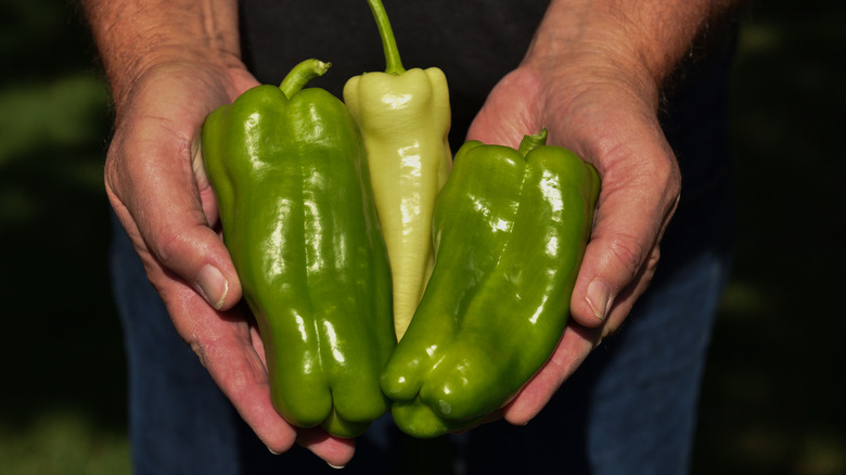 peppers held in hand