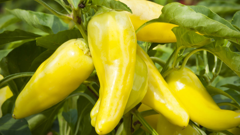 banana peppers growing on vine