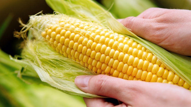 hands peeling open corn