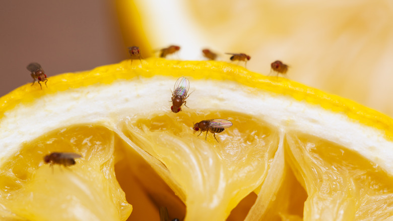 fruit flies on lemon