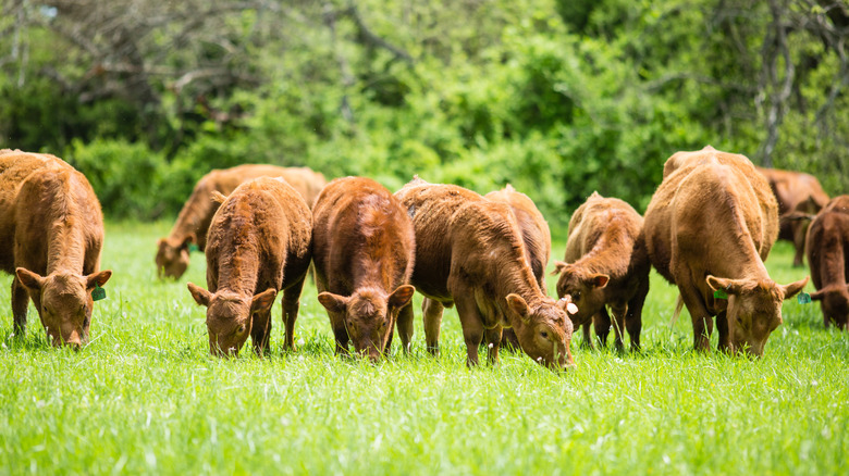 cows feeding on grass in a field