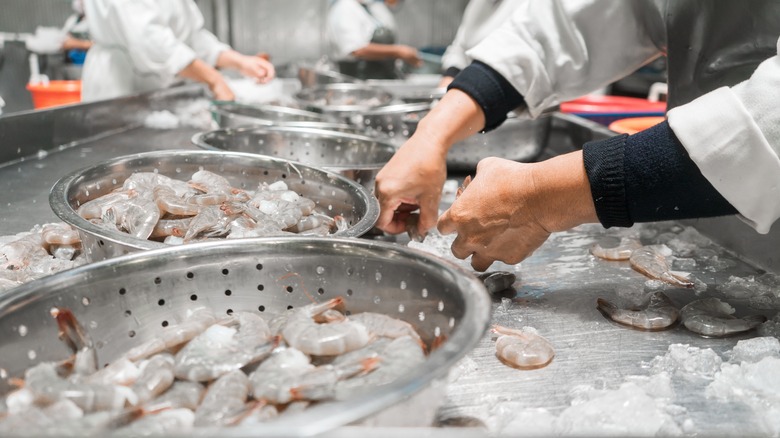 Food workers cleaning shrimp