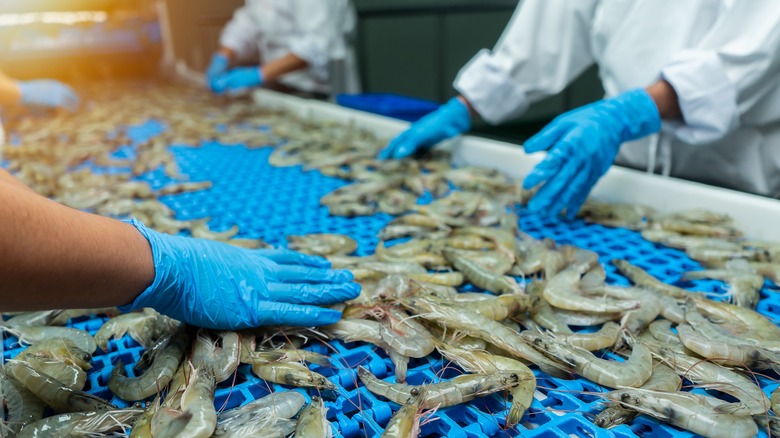 Workers checking shrimp