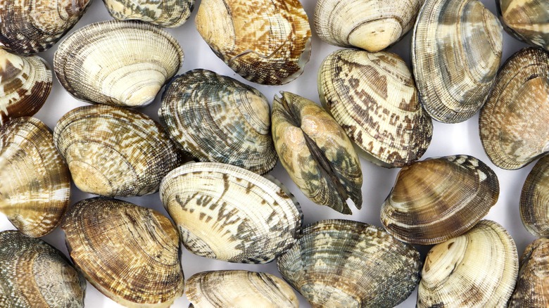 clam shells of varying patterns