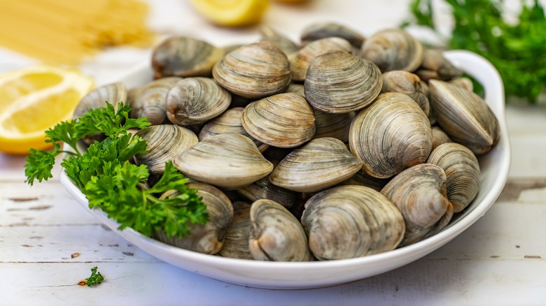 Littleneck hard shell clams