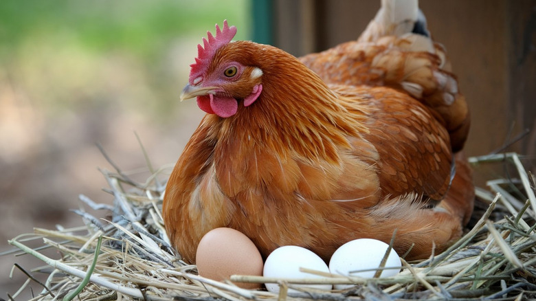 a hen sits on a straw nest with three eggs visible