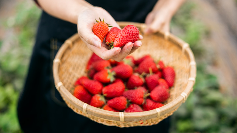 Woman holding strawberries in garden