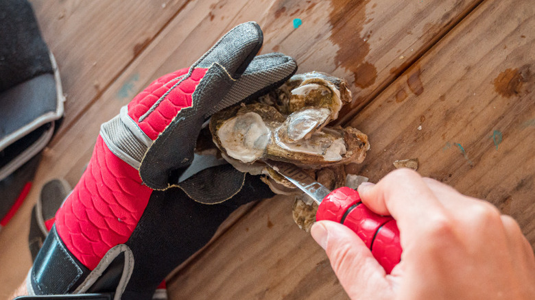 Using a Bubba knives and gloves to open oysters