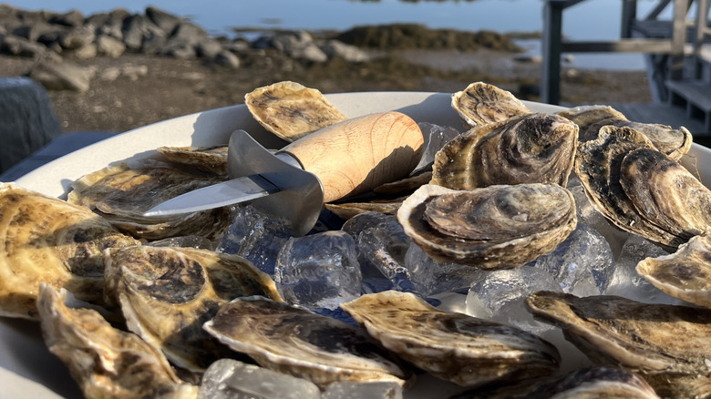 Fresh oysters on ice with knife