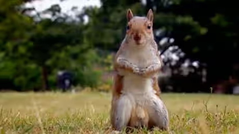 Squirrel from Great British Baking Show