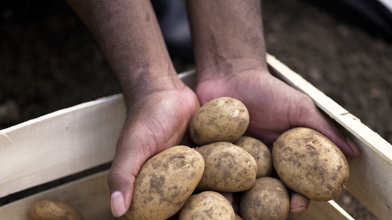 holding types of potatoes