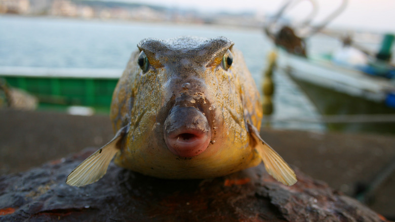 Fugu fish on rock