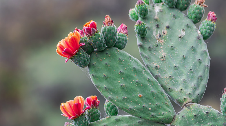 Prickly pear cactus