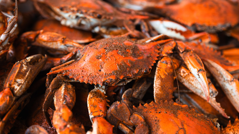 Steamed Maryland blue crabs