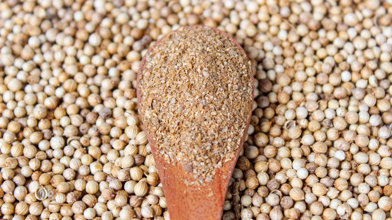 Coriander powder on wooden spoon