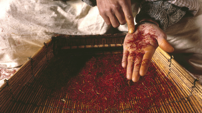 Saffron held in hand