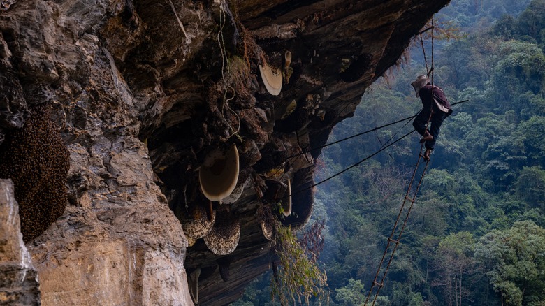 Harvesting mad honey in Nepal 