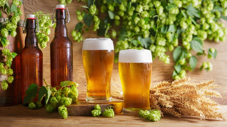 Beers, hops, and wheat