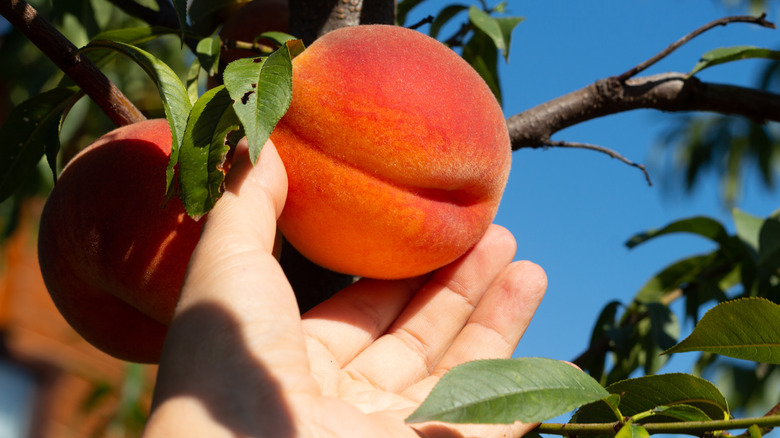 A hand picks a peach
