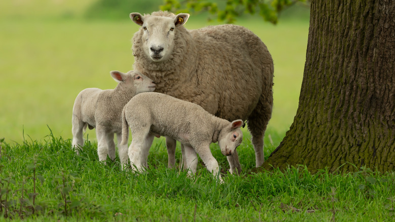 Sheep and her two lambs in a field next to a tree