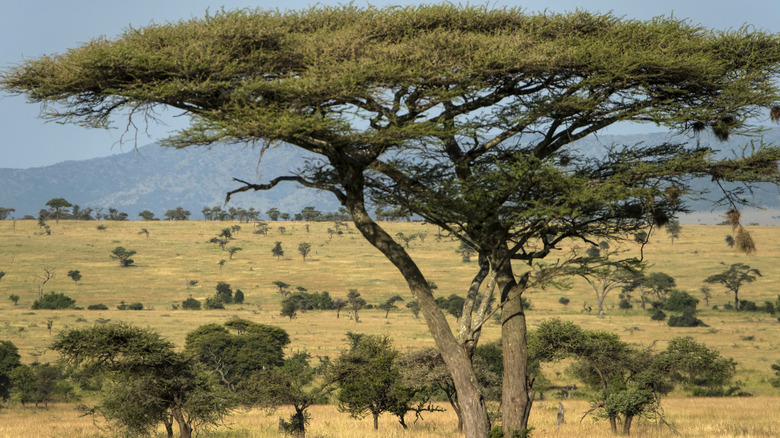 Acacia tree on hillside