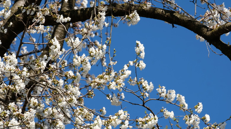 Cherry blossoms against blue sky