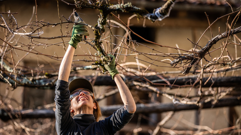 Woman trimming dry grapevines