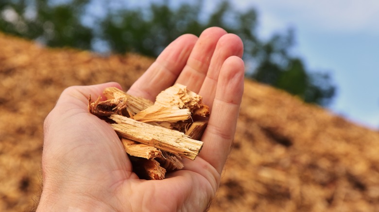 Handful of wood chips