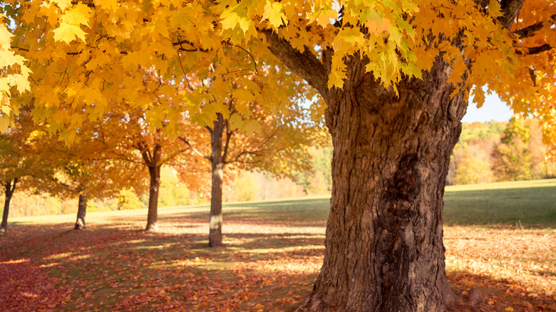 Maple trees with fall foliage