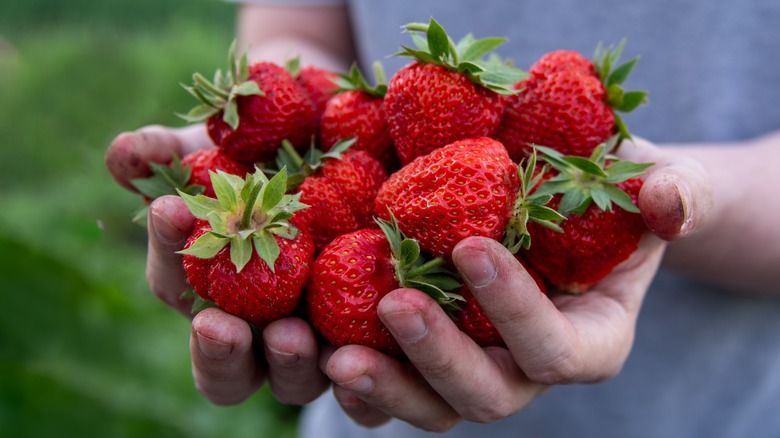 Strawberries with large green caps