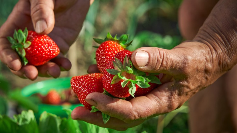 Farmer picking strawberries from field