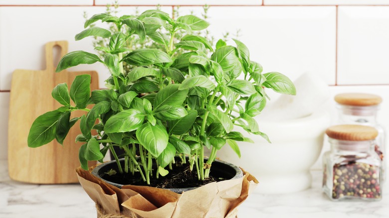 Fresh basil plant on kitchen counter