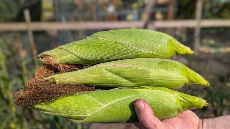 Freshly harvested sweetcorn