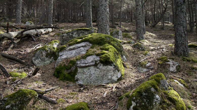 Large rocks in woods