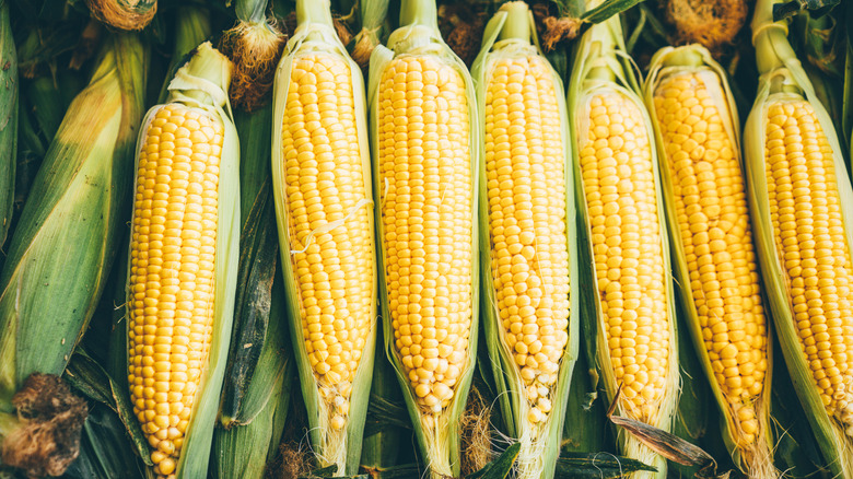 Fresh corn on the cob