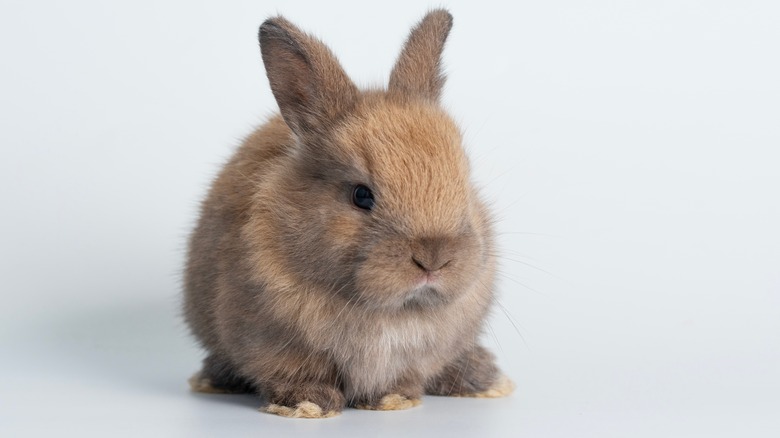 Small fluffy bunny rabbit