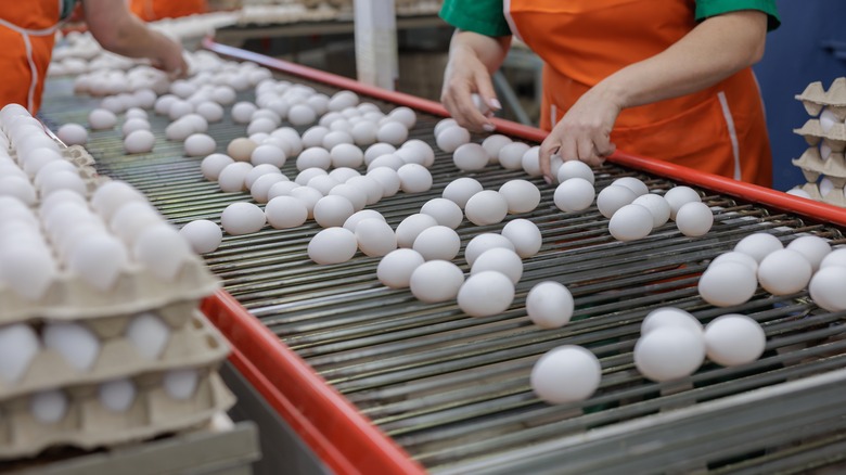 Eggs in factory