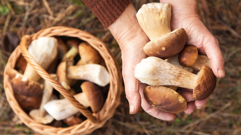 foraged mushrooms