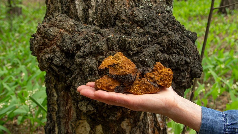 Chaga on a tree